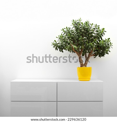 crassula plant on white commode in minimalism interior