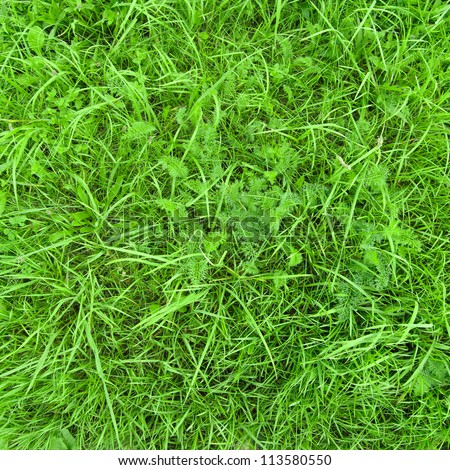 Texture: Green grass in a meadow