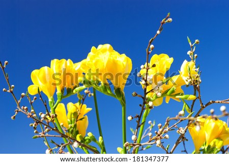 Spring composition of yellow freesia and sprigs of cherry-plum with flower buds