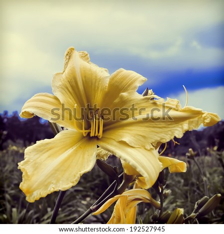 Elegant flower of a yellow daylily closeup. To a photo color toning is applied