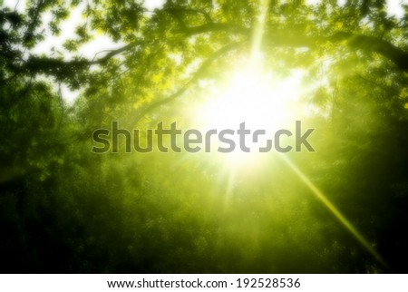Early in the morning the sun hardly makes the way through dense foliage of trees. Added diffusion effect