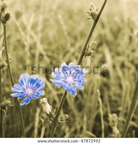 Sepia stylized flowers of chicory blossoming on a meadow