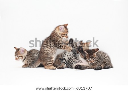 Bengal cat kitty