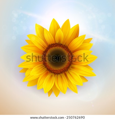 Flower Background with sunflower, vector illustration.