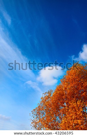 Fall - intensive gold leaves and blue sky