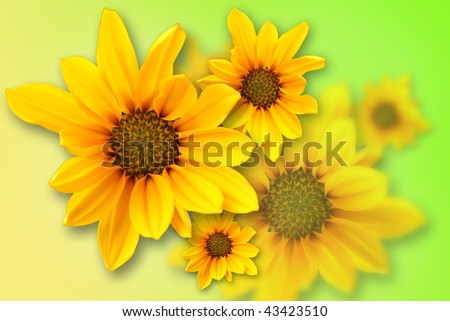 Yellow marguerite on blurred, yellow, green  background
