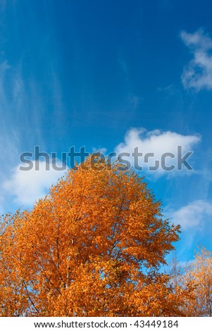 Fall - intensive gold leaves and blue sky