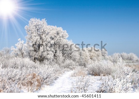 Winter landscape, forest covered with snow and sun over blue sky.