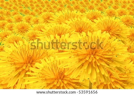 Yellow Flowers Field. dandelions yellow flowers