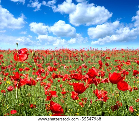 Summer landscape, poppy flowers filed and perfect blue sky.