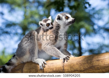 ring-tailed lemur with young on back