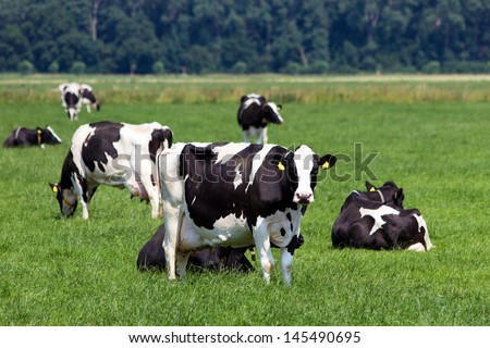 Black And White Cows On A Farmland