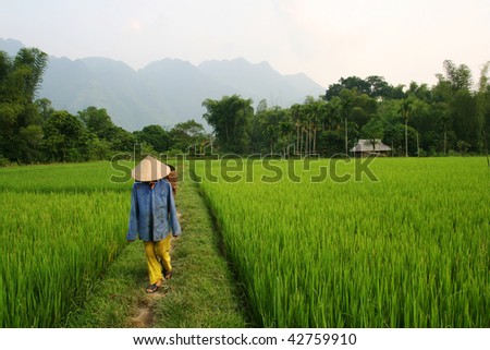 Rice Farmer on Rice Farmer Walking Through Paddy Field Stock Photo 42759910