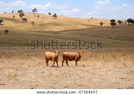dry farmland