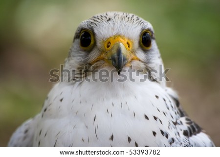 White Falcon close-up