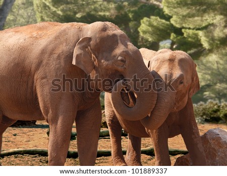 A female Asian Elephant with her offspring, showing a bond of affection.