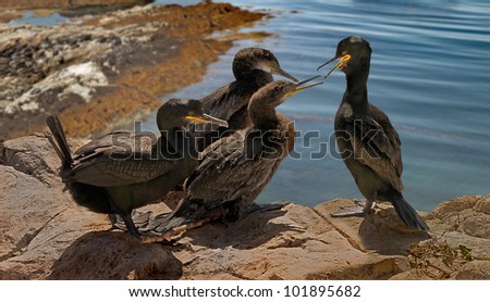 A male and female Shag trying to persuade their two juveniles to fly.