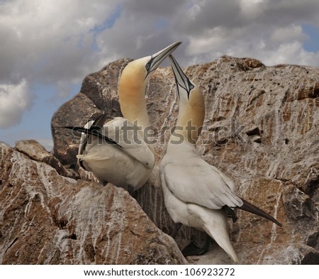 A male and a female Northern Gannet get together on the island of Bass Rock in the Firth of Forth, Scotland.