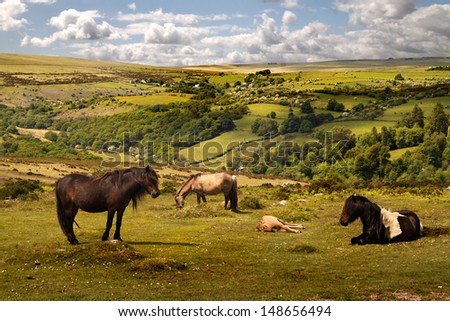 On Exmoor can be found the oldest breed of native pony in the British Isles.