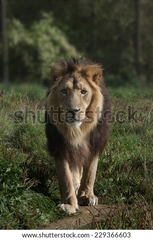 A male Lion in his compound in a zoo in Gloucestershire, England.