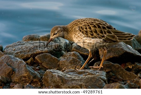 A Female Ruff on rocks at the edge of the lake looking for food in Lancashire, England.
