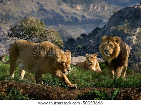 A family of Lions look for prey on the hills high above the valley.