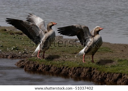 Two Greylag Geese exersise their wings. Greylag are the ancesters of domestic geese.