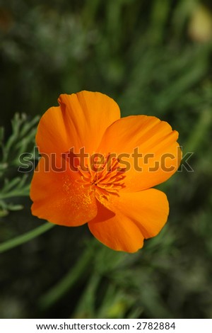 California+state+flower+golden+poppy