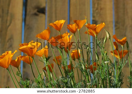 California+state+flower+golden+poppy