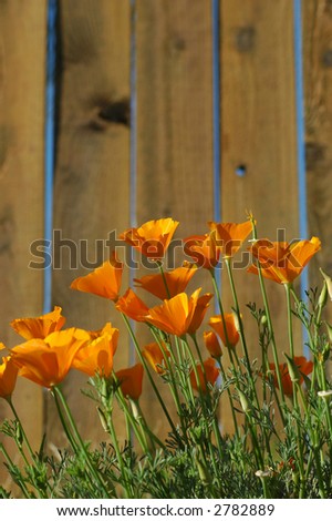 California+state+flower+golden+poppy