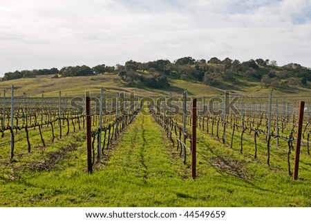 Bare vineyard in the winter after pruning