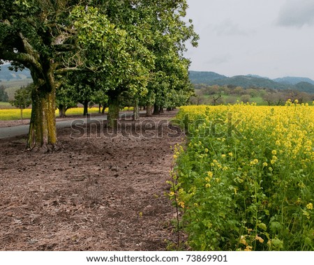 Road and Trees through Mustard Field