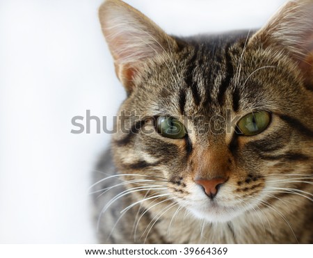 Striped cat on a white background