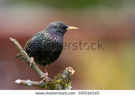 Common Starling (Sturnus vulgaris), also known as the European Starling or just Starling.