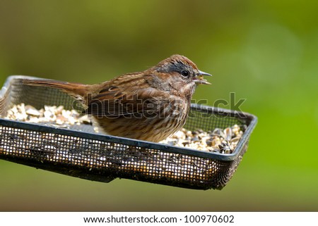 Song Sparrow (Melospiza melodia) on a bird feeder.
