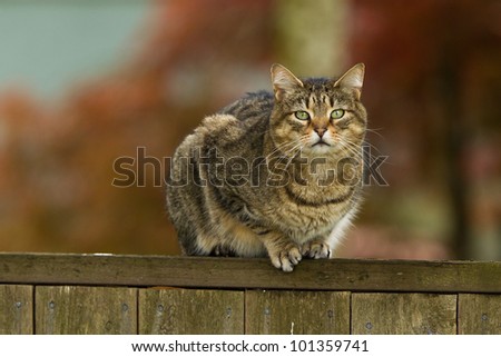 Cat on a fence. Neighbors cat is staring at photographer.