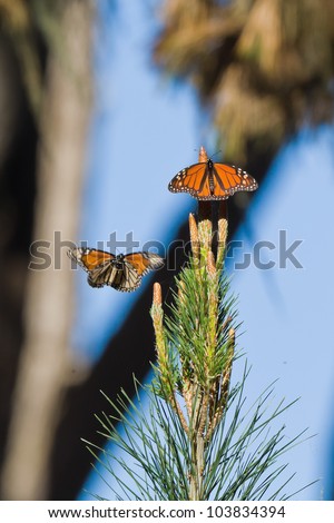 Monarch Butterfly (Danaus plexippus).  Monarch Butterflies cluster together on the pines and eucalyptus trees during their migration to overwinter in Monarch Grove Sanctuary, Pacific Grove, CA.