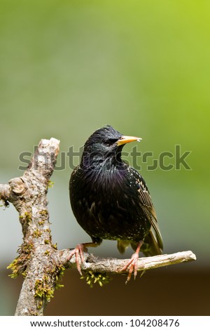 Common Starling (Sturnus vulgaris), also known as the European Starling or just Starling, is perching on a tree branch.  ???????????? ???????