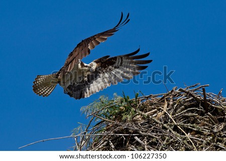 Osprey (Pandion haliaetus).  The Osprey, sometimes known as the sea hawk, fish eagle or fish hawk, is a diurnal, fish-eating bird of prey.