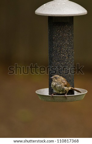 Song Sparrow (Melospiza melodia) at bird feeder.