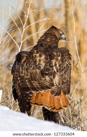 Close up image of  Red-tailed Hawk (Buteo jamaicensis) perched on  tree stump. The Red-tailed Hawk is a bird of prey, colloquially known in the US as the \