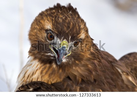 Close up image of  Red-tailed Hawk (Buteo jamaicensis) perched on  tree stump. The Red-tailed Hawk is a bird of prey, colloquially known in the US as the \