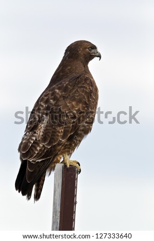 Close up image of  Red-tailed Hawk (Buteo jamaicensis). The Red-tailed Hawk is a bird of prey, colloquially known in the USA as the \