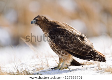 Close up image of  Red-tailed Hawk (Buteo jamaicensis). The Red-tailed Hawk is a bird of prey, colloquially known in the USA as the \