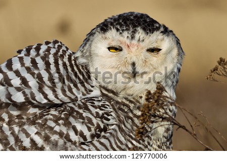 Snowy Owl (Bubo scandiacus).  The Snowy Owl is a large owl of the typical owl family Strigidae.