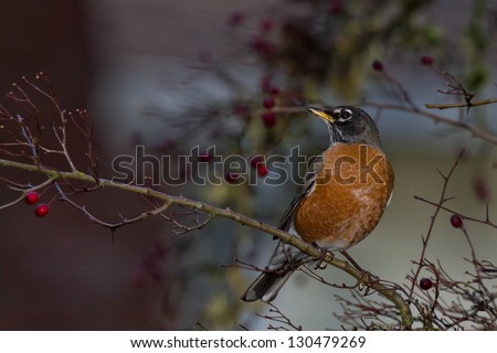 American Robin (Turdus migratorius).  The American Robin or North American Robin is a migratory songbird of the thrush family.