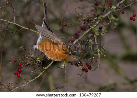 American Robin (Turdus migratorius).  The American Robin or North American Robin is a migratory songbird of the thrush family.
