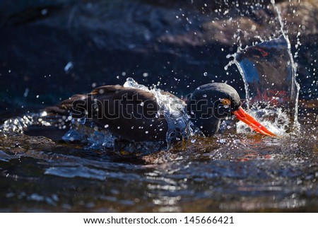 Black Oystercatcher (Haematopus bachmani) splashing at Oregon Coast Aquarium, Newport, Oregon.