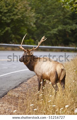 Sharing the road: elk is going to cross the road.
