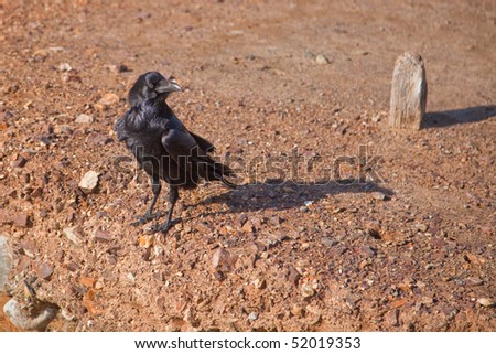 A black raven or crow.